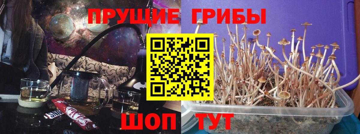 Галлюциногенные грибы Psilocybine cubensis  Вход с VPN  Ковров 